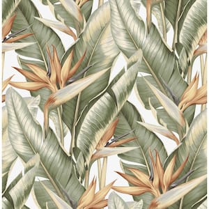 Arcadia Light Green Banana Leaf Paper Strippable Roll Wallpaper (Covers 56.4 sq. ft.)