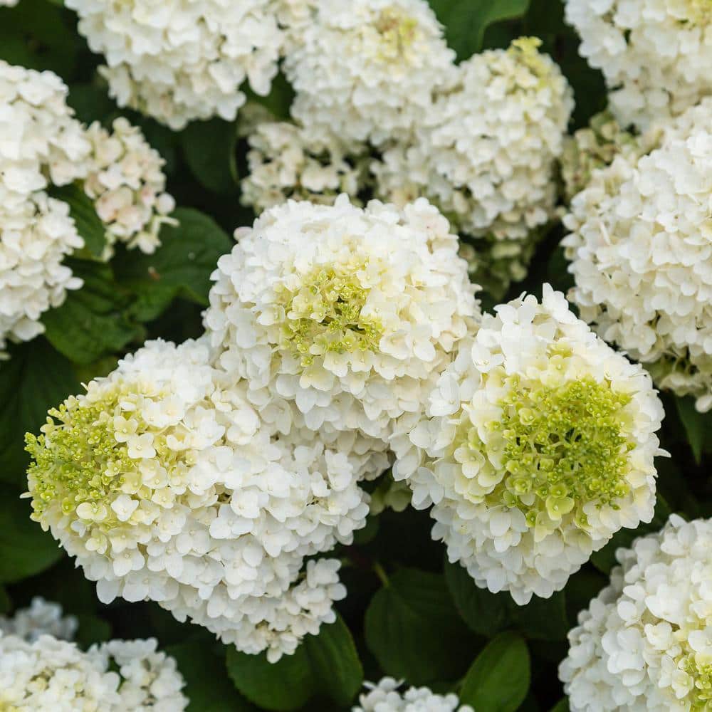 Compact Little Hottie Hydrangea, 2-Gallon Creamy White Blossoms