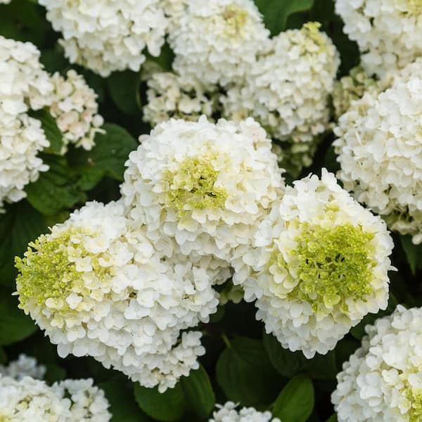 2 Gal. Little Hottie Hydrangea Shrub with Sparkling White Blooms in Decorative Container