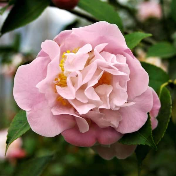 2.5 Qt. High Fragrance Camellia Japonica Plant with Pink Blooms