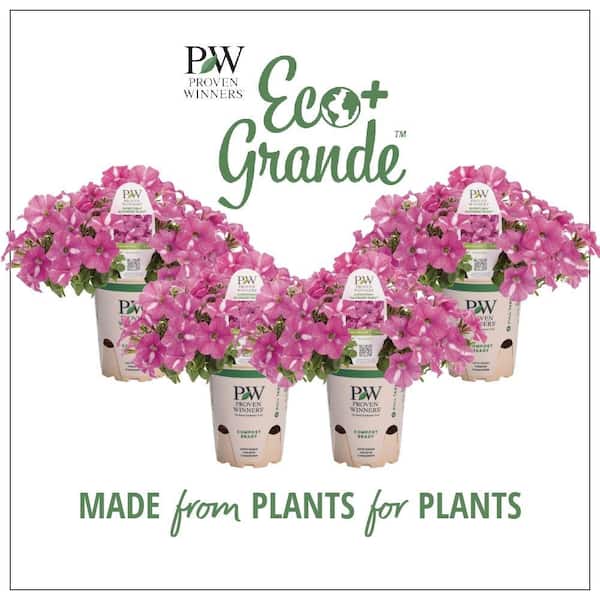 PROVEN WINNERS 4.25 in. Eco+Grande Supertunia Raspberry Rush (Petunia) Live Plant, Raspberry Pink and White Flowers (4-Pack)