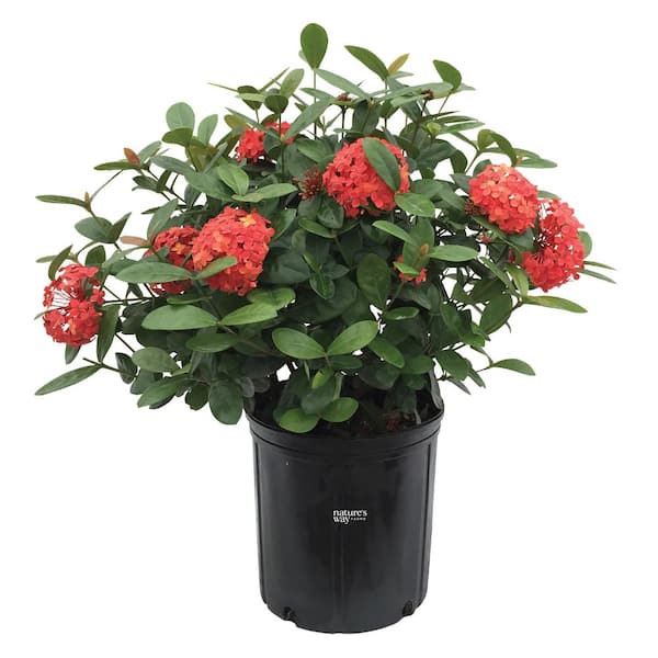 Ixora Maui Red Live Outdoor Plant in Growers Pot Avg Shipping Height 2 ft. to 3 ft. Tall