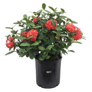 Ixora Maui Red Live Outdoor Plant in Growers Pot Avg Shipping Height 2 ft. to 3 ft. Tall