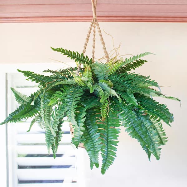 Nearly Natural 48 in. Artificial Boston Fern (Set of 2) 6051-S2 - The Home  Depot