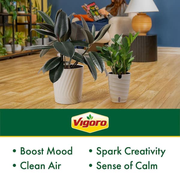Vigoro 10 in. Rubber Burgundy and 6 in. ZZ Plant in White Decor