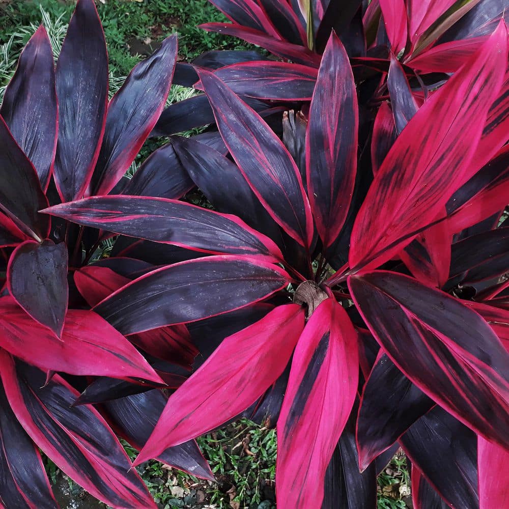 Cordyline Fruticosa Red Sister Ti Plant in Black Grower Pot