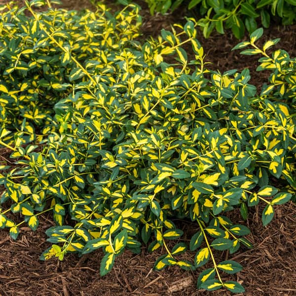 1 Gal. Moonshadow Euonymus, Broadleaf Evergreen Shrub, with Green/Yellow Variegated Foliage (1-Pack)
