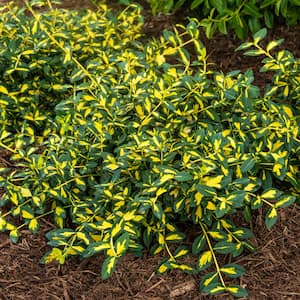 2.50 Qt. Moonshadow Euonymus, Live Broadleaf Evergreen Shrub, with Green/Yellow Variegated Foliage (1-Pack)