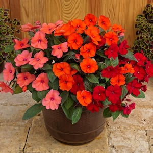 4 In. Salsa Mix SunPatiens Impatiens Outdoor Annual Plant with Coral Pink, Hot Coral, and Red Flowers (3-Plants)