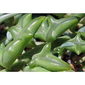 Non-Fragrant 15 in. to 20 in. Senecio Peregrinus Dolphin Chlorophytum Pet Safe