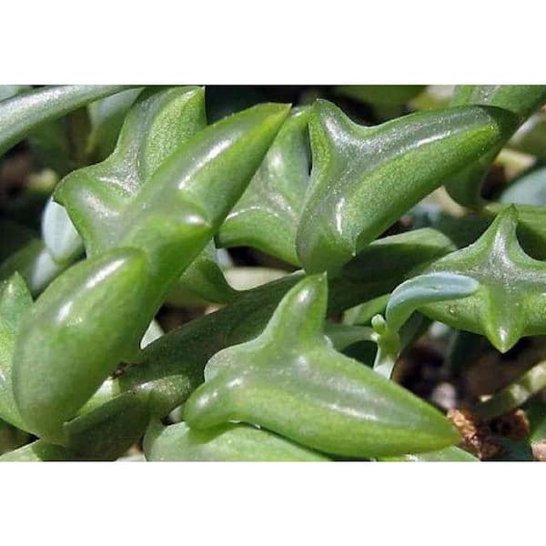 Runesay Non-Fragrant 15 in. to 20 in. Senecio Peregrinus Dolphin Chlorophytum Pet Safe
