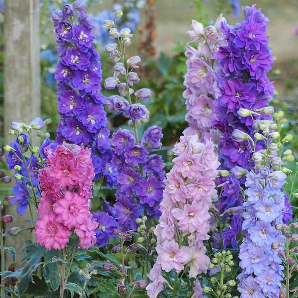 New Millenium Mini Stars Multi-Color Flowering Delphinium Mixture Dormant Bare Root Perennial Starter Plant (1-Pack)