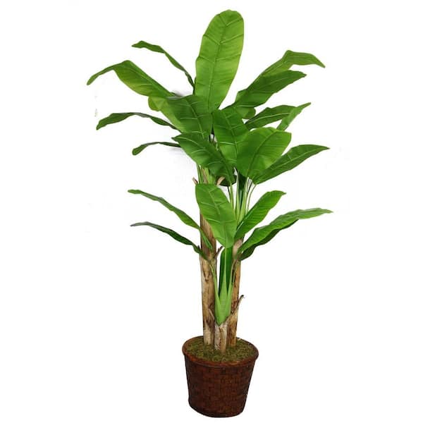 Laura Ashley 77 in. Tall Banana Tree with Real Touch Leaves in 17 in. Fiberstone Planter