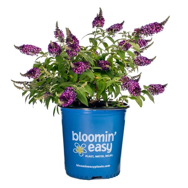 BLOOMIN' EASY 2 Gal. Birthday Cake Butterfly Bush (Buddleia) Live Shrub, Purple-Blue Flowers