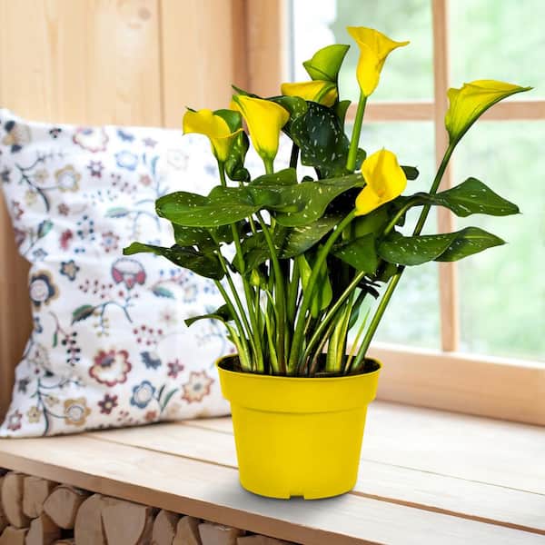 national PLANT NETWORK Yellow Calla Lily Perennial Plant Grow Kit