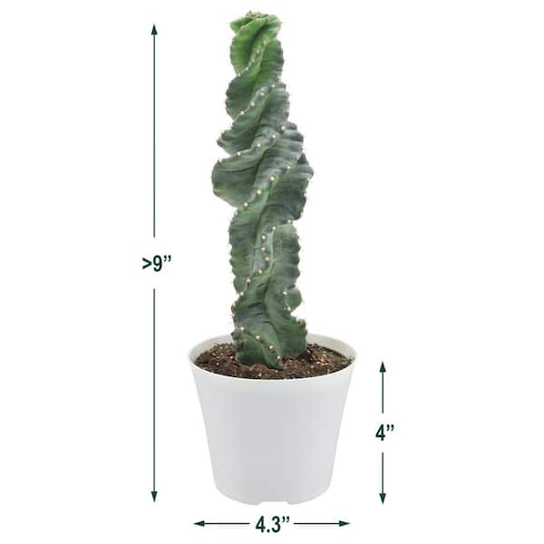 https://images.thdstatic.com/productImages/00eeda06-1f82-4f17-91a5-fdb6f9c4d82a/svn/arcadia-garden-products-cactus-plants-lv77-4f_600.jpg