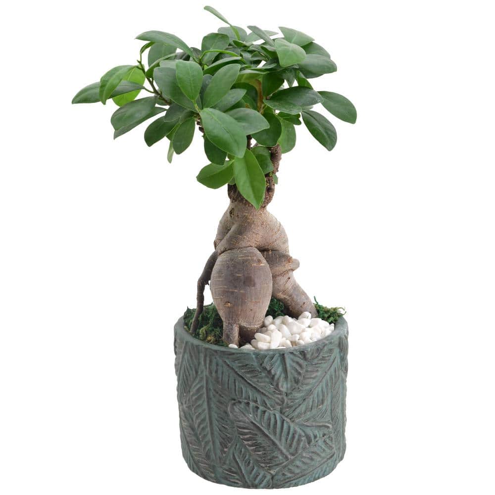 Small Ginseng Ficus Bonsai in Blue Ceramic Planter