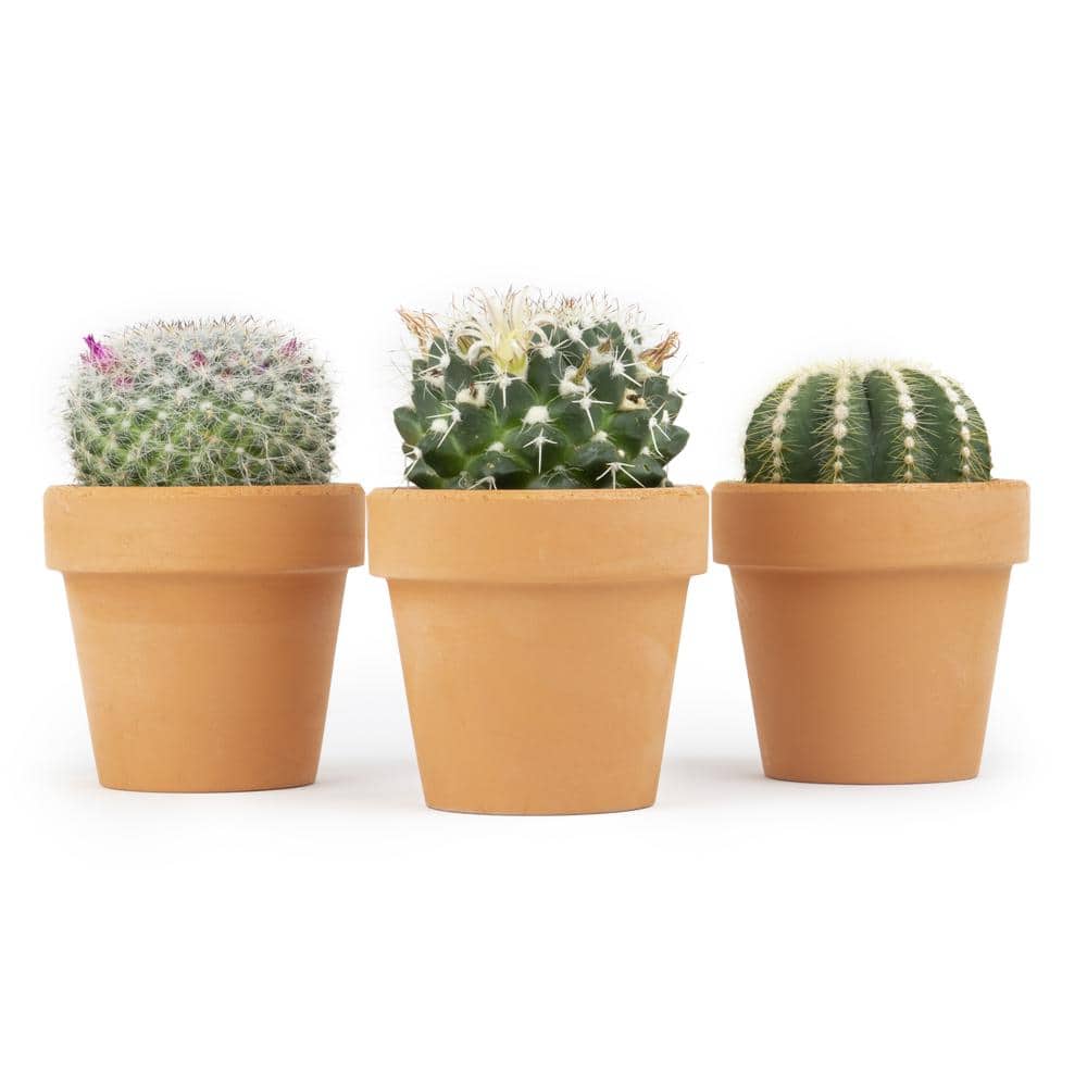 Assorted 2.5" Cactus Trio in Clay Pots