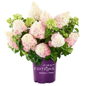 3 Gal. Vanilla Strawberry Panicle Hydrangea Flowering Shrub with Pink Blooms