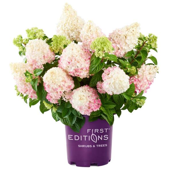 FIRST EDITIONS 3 Gal. Vanilla Strawberry Panicle Hydrangea Flowering Shrub with Pink Blooms