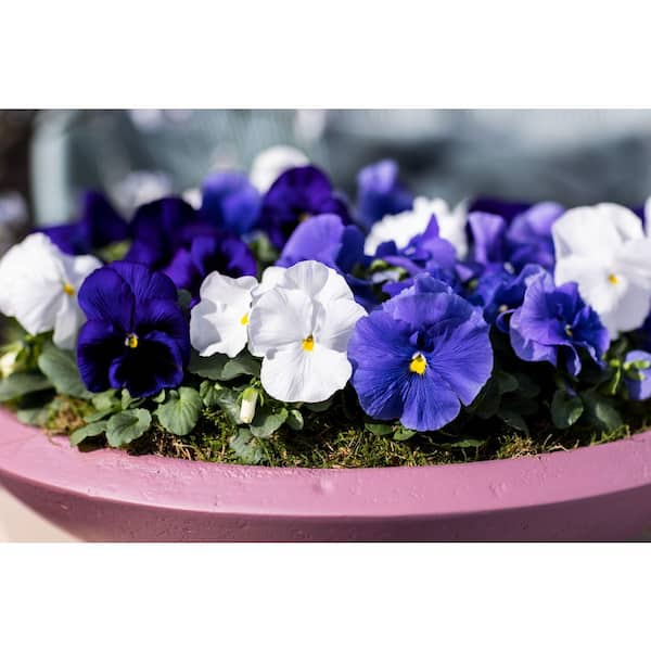 ホワイト花びら多数3000枚以上 1.27 Qt. Delta White Pure Pansy Plant (6-Pack) 600532 - The Home Depot