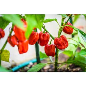 4 In. Habanero Red Hot Pepper Vegetable Plant (6-Pack)