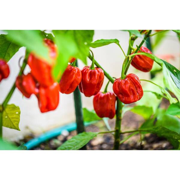 Burpee 4 In. Habanero Red Hot Pepper Vegetable Plant (6Pack