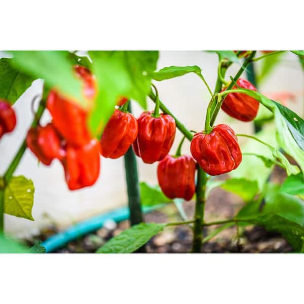 Pennington 6 in. Habanero Red Hot Pepper Plant (2-Pack)