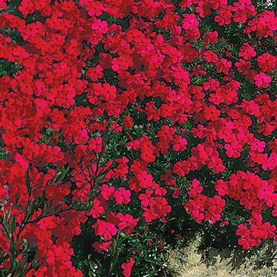 Red Creeping Phlox Live Bareroot Plant Red Flowering Groundcover Perennial (1-Pack)