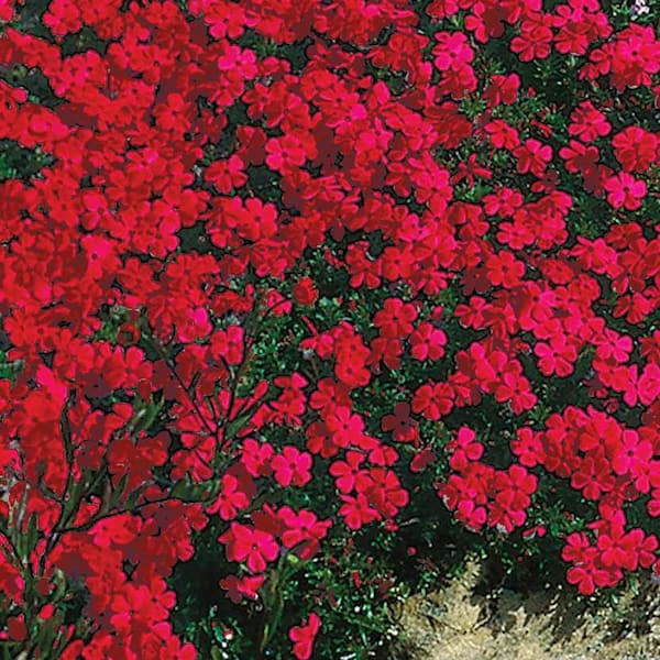 Spring Hill Nurseries Red Wing Creeping Phlox, Spring Flowering Bare Root Perennial Plants (3-Pack)