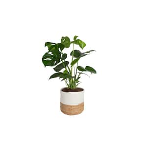 Philodendron Monstera Swiss Cheese Indoor Plant in 10 in. Decor Weave Planter, Avg. Shipping Height 2-3 ft. Tall