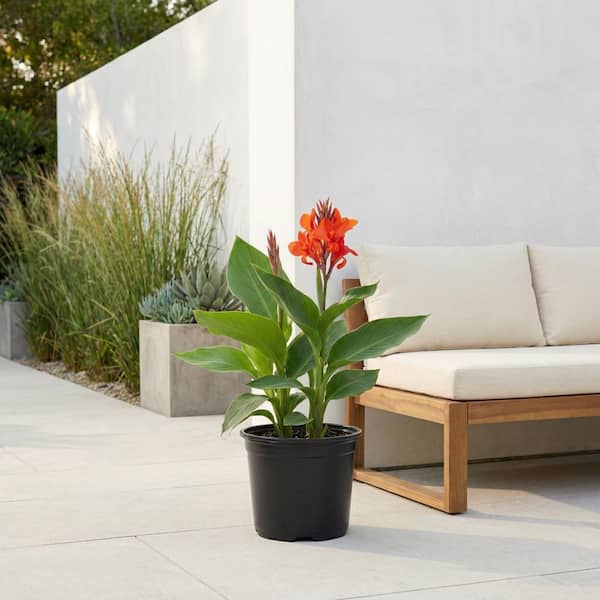 Vigoro CANNA #1 1010544652 - The Home Depot