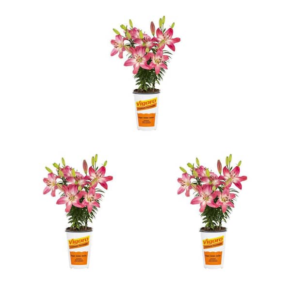 Vigoro 2 qt. Asiatic Lily Tiny Diamond Pink Perennial Plant (3-Pack)