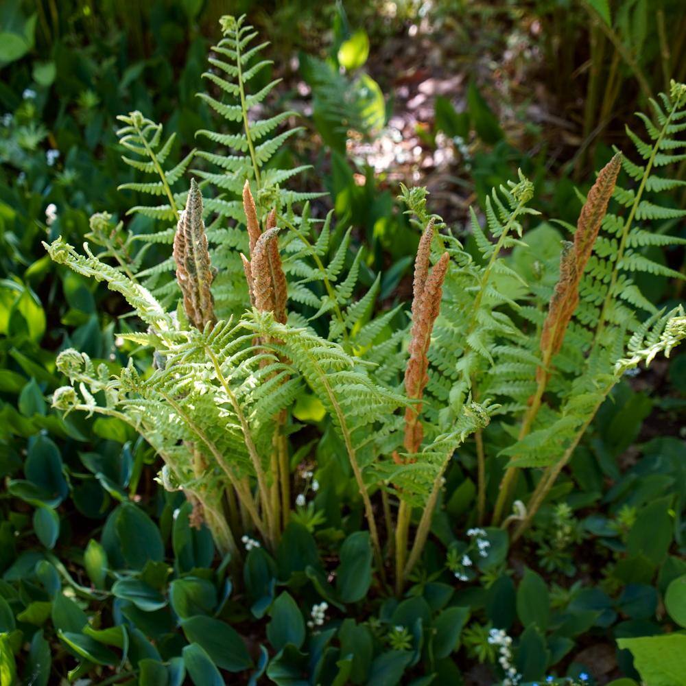 Colorama Fern Collection with Rust and Green Fronds, 3-Pack