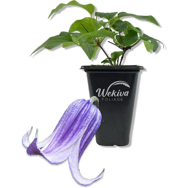Clematis Roguchi-Live Starter Plant in a 2 Inch Growers Pot-Starter Plants Ready for The Garden