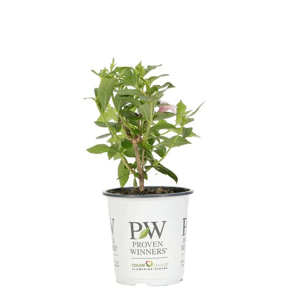 Weigela, Green Foliage 'Sonic Bloom® Pure Pink