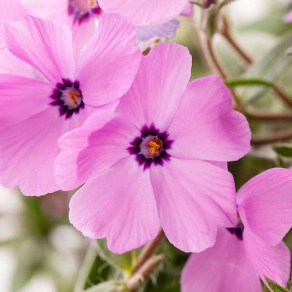 Vigoro 2 QT Phlox Woodland Phlox 'Woodlander Pink' Pink Perennial