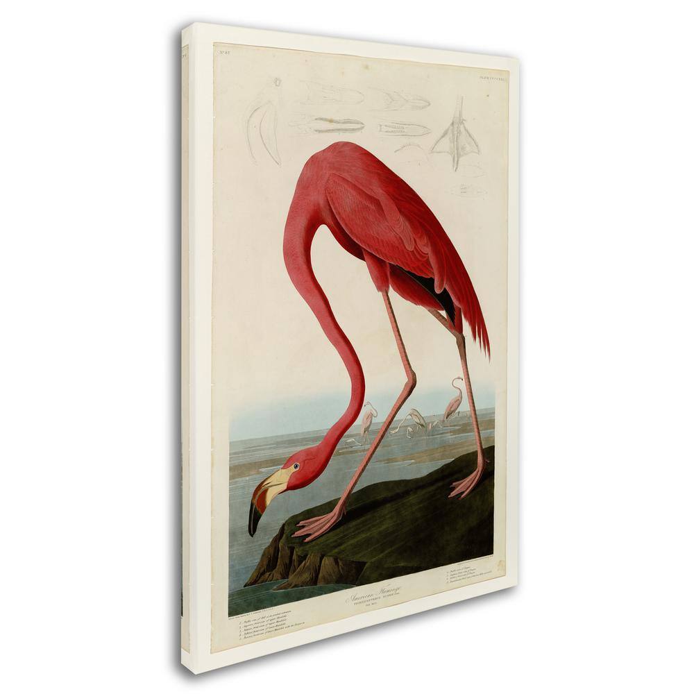 American Flamingo Print on Canvas in Red and Beige, 22"x32"