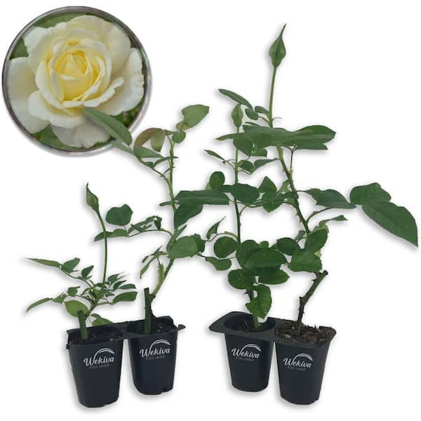 Wekiva Foliage Elina Rose Bush 4-Live Starter Plants in 2 in. Pots Beautiful Roses from Florida A Timeless Classic