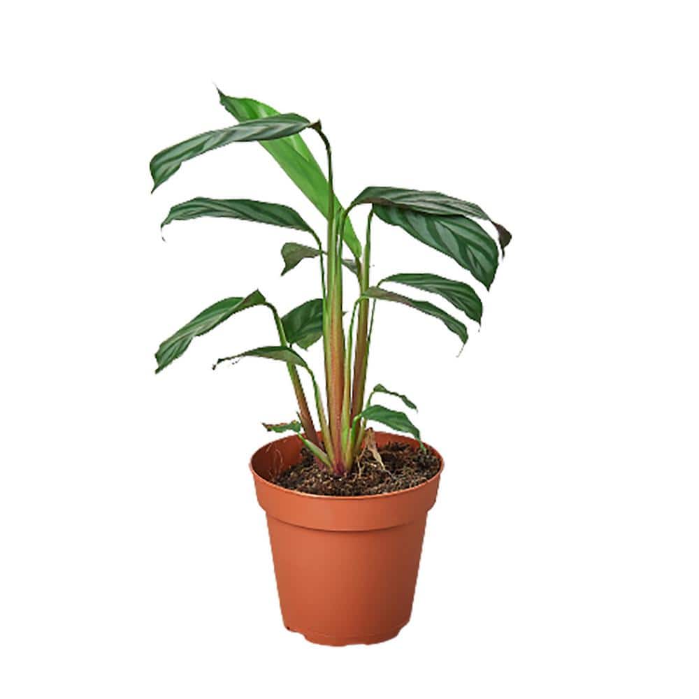 Grey Star Calathea Plant in 4 in. Grower Pot