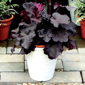 2.25 Gal. Heuchera Northern Exposure Black Perennial Plant with Black Foliage