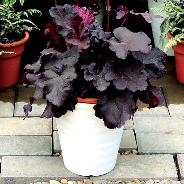 SEASON TO SEASON 2.25 Gal. Heuchera Northern Exposure Black Perennial Plant with Black Foliage
