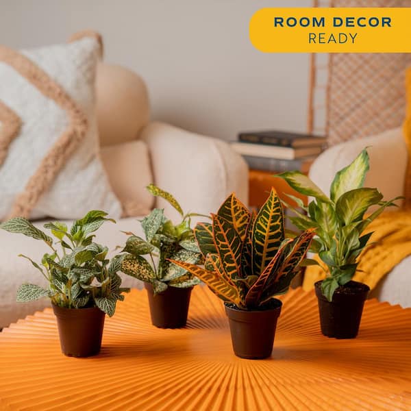 Grower's Choice Exotic Angel Indoor Houseplant Collection in 3.8 in. Grower Pot, Avg. Shipping Height 10 in.Tall(4-Pack)