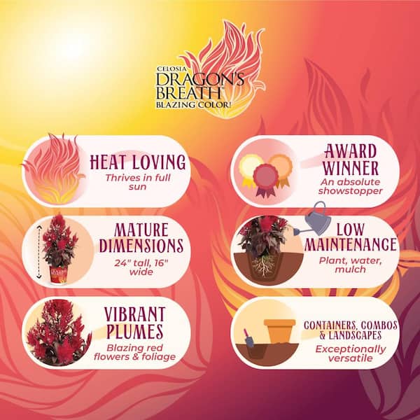 2.5 Qt. Dragon's Breath Celosia Annual Plant with Blazing-Red Flowers