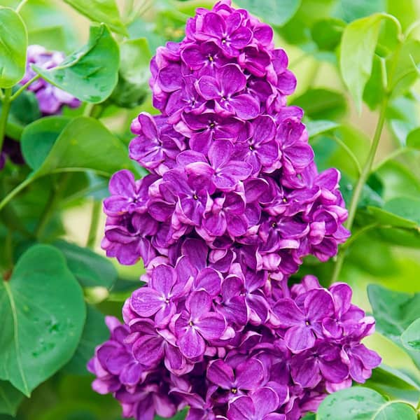 Spring Hill Nurseries Yankee Doodle Lilac Dormant Bare Root Flowering Starter Shrub (1-Pack)