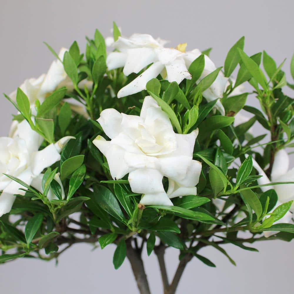 Gardenia Bonsai Tree in Decorative Green Container