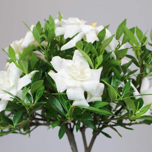 brussel's BONSAI - Gardenia Bonsai Tree Plant Outdoor Plant in Ceramic Bonsai Pot Container, 4 Years Old, 6 to 8 in.