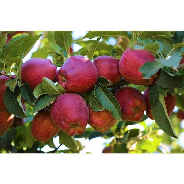 Online Orchards 3 ft. Red Delicious Apple Tree with Deep Ruby Red Fruit Best for Fresh Eating