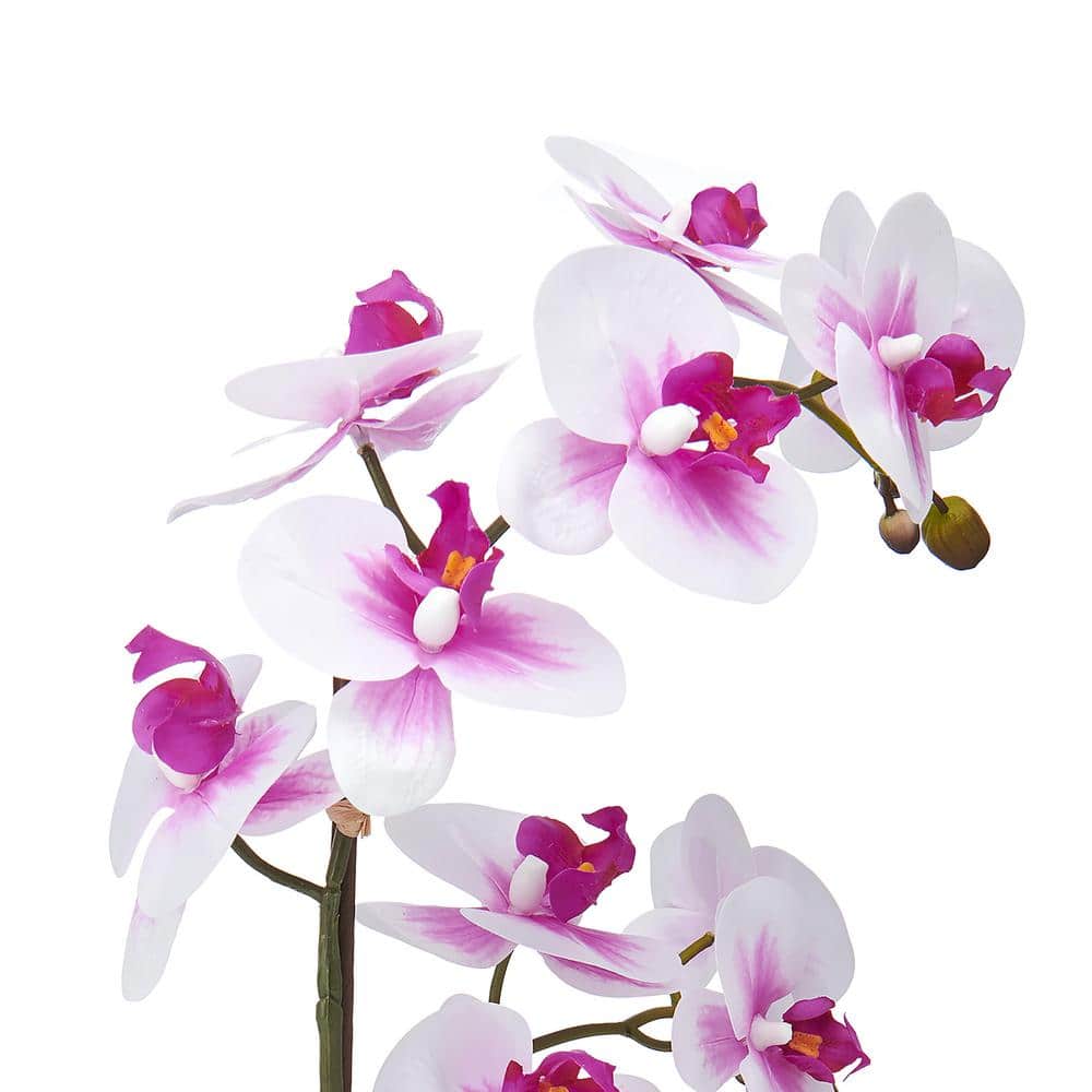 22-Inch White and Fuchsia Orchid in Embossed Plastic Pot