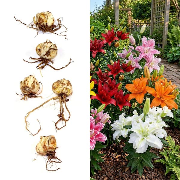 national PLANT NETWORK Lily Double Oriental Mixed Bulbs (5-Pack